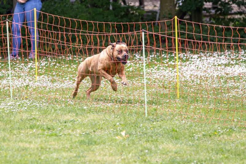 2025-05-29 Hunderennen 039