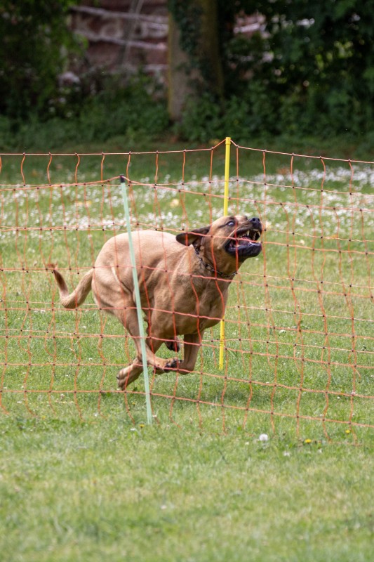 2025-05-29 Hunderennen 040
