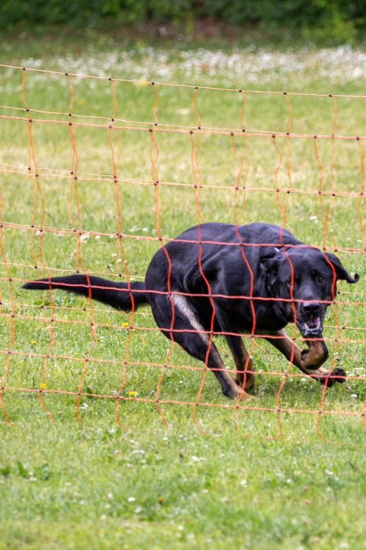2025-05-29 Hunderennen 041