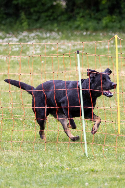 2025-05-29 Hunderennen 042