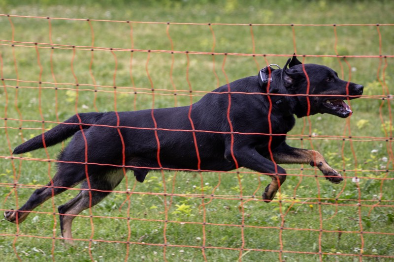 2025-05-29 Hunderennen 043