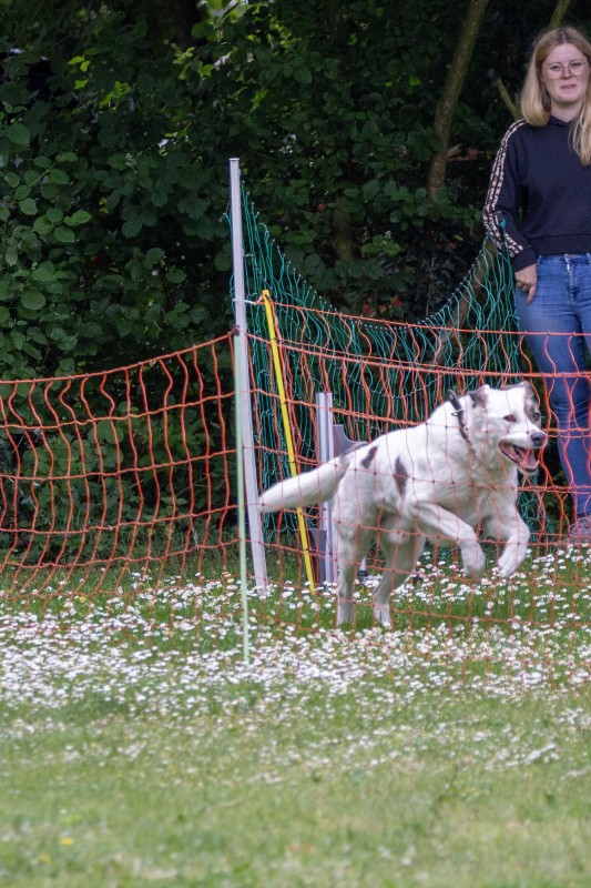 2025-05-29 Hunderennen 044