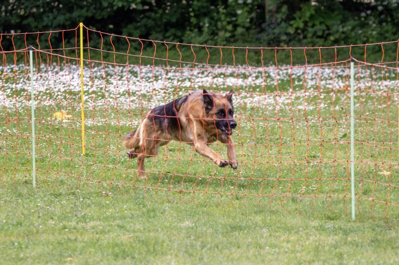 2025-05-29 Hunderennen 045