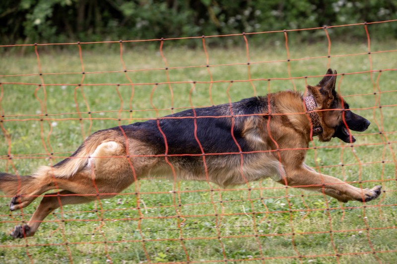 2025-05-29 Hunderennen 046