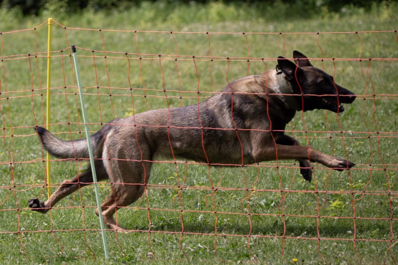 2025-05-29 Hunderennen 047