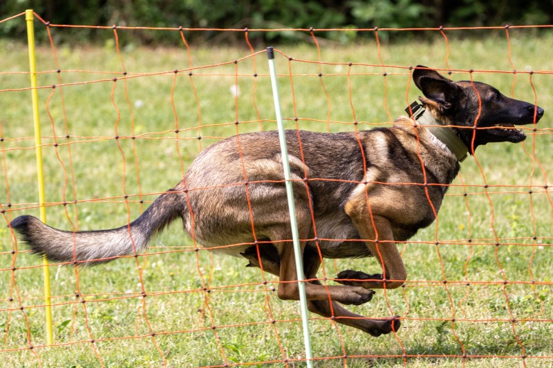 2025-05-29 Hunderennen 048