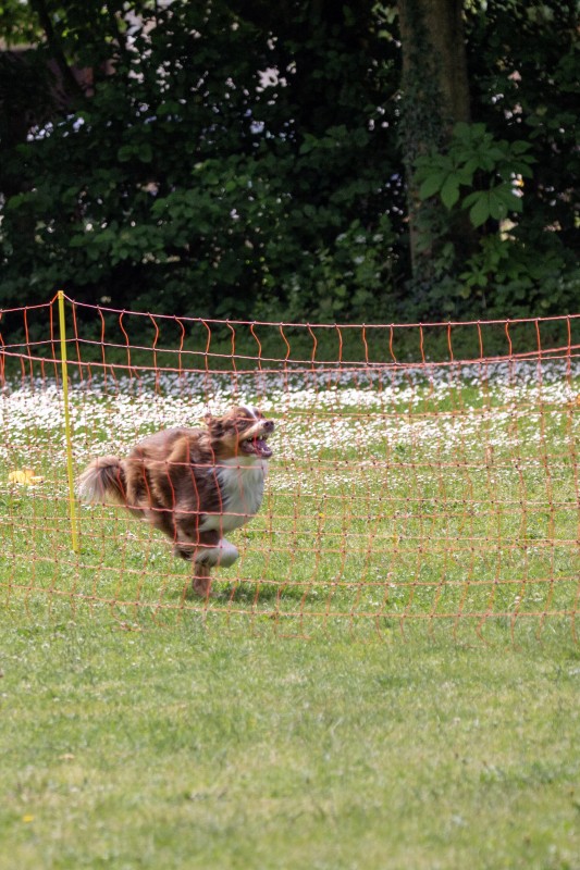 2025-05-29 Hunderennen 049