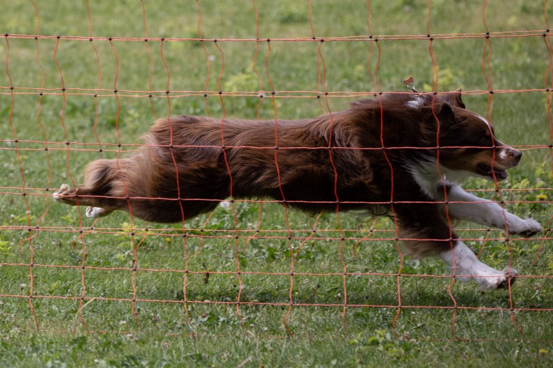 2025-05-29 Hunderennen 050