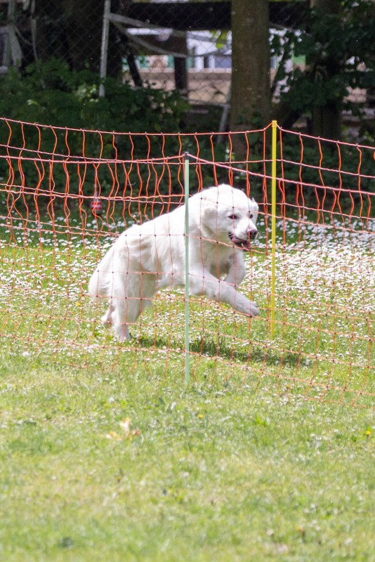 2025-05-29 Hunderennen 052