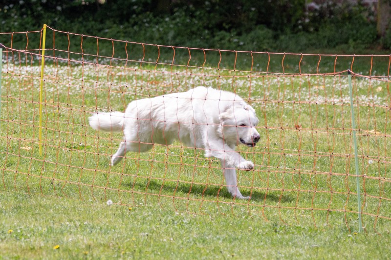2025-05-29 Hunderennen 053