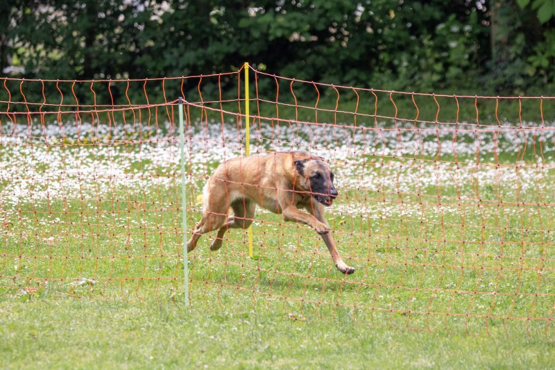 2025-05-29 Hunderennen 055