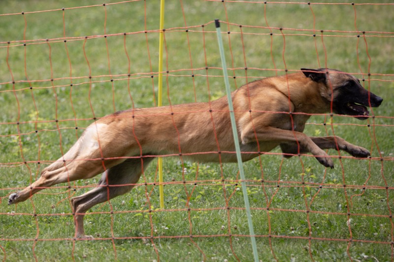 2025-05-29 Hunderennen 056