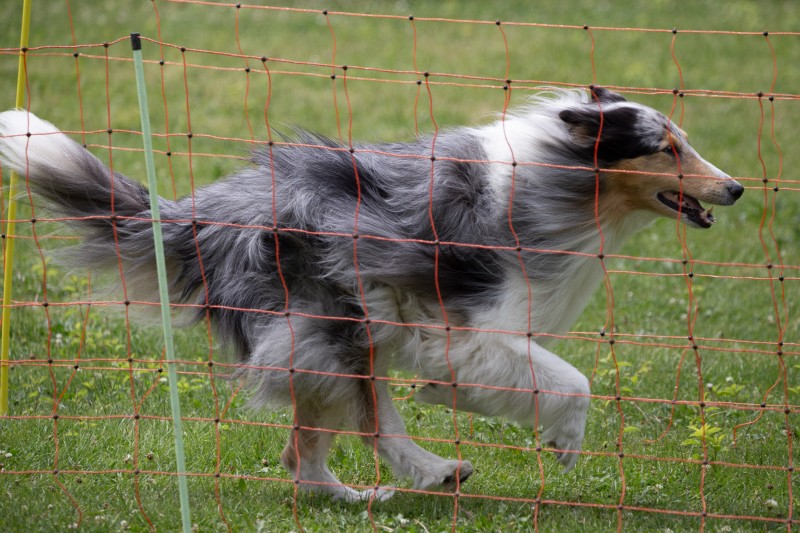 2025-05-29 Hunderennen 057