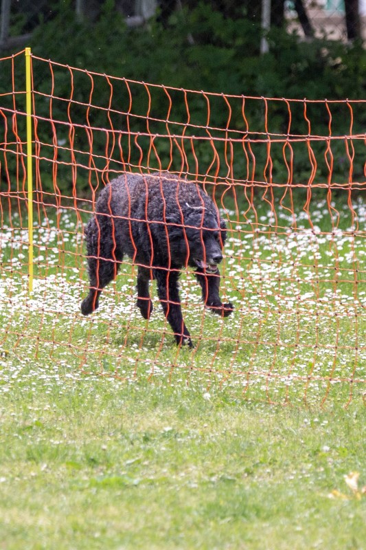 2025-05-29 Hunderennen 058
