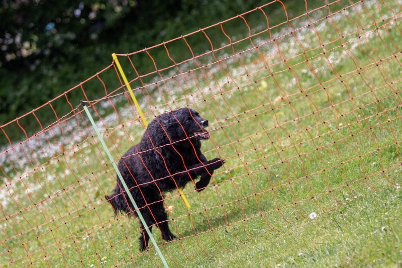 2025-05-29 Hunderennen 059