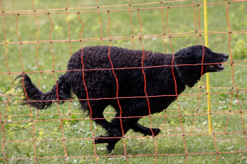 2025-05-29 Hunderennen 060