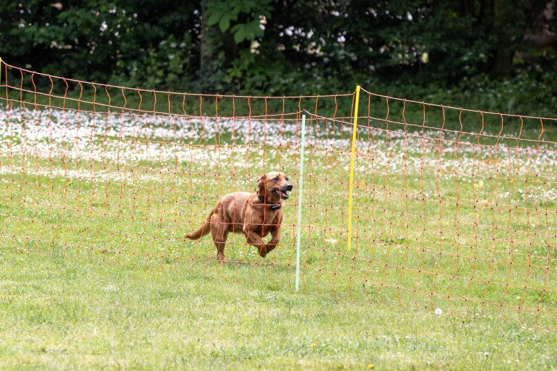 2025-05-29 Hunderennen 061