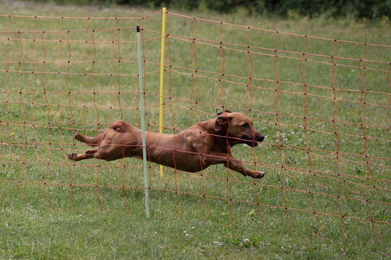 2025-05-29 Hunderennen 062