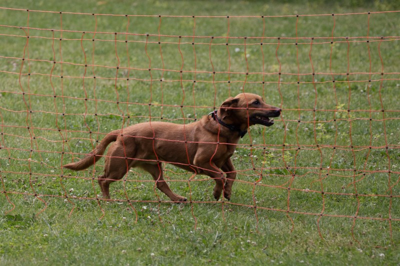 2025-05-29 Hunderennen 063