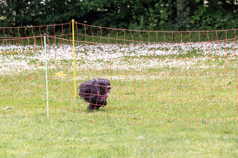 2025-05-29 Hunderennen 064