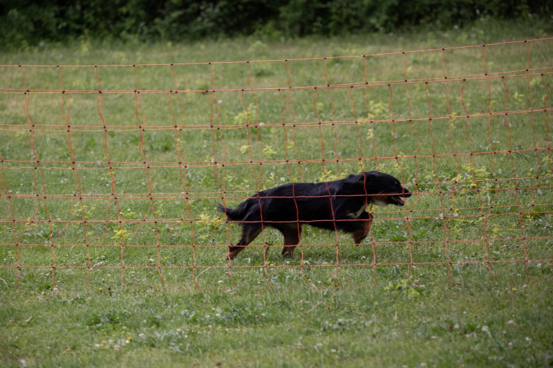 2025-05-29 Hunderennen 065
