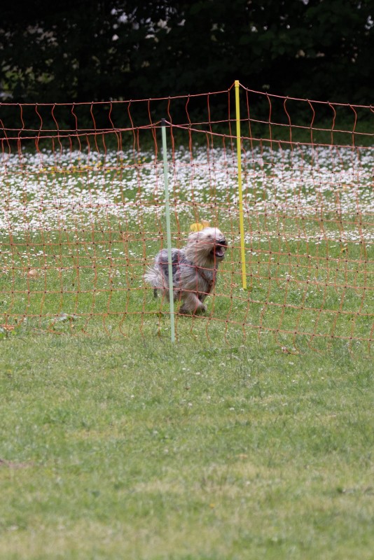 2025-05-29 Hunderennen 066