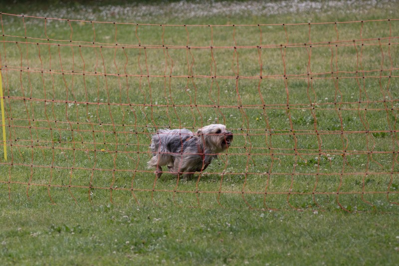 2025-05-29 Hunderennen 067