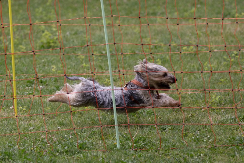 2025-05-29 Hunderennen 068