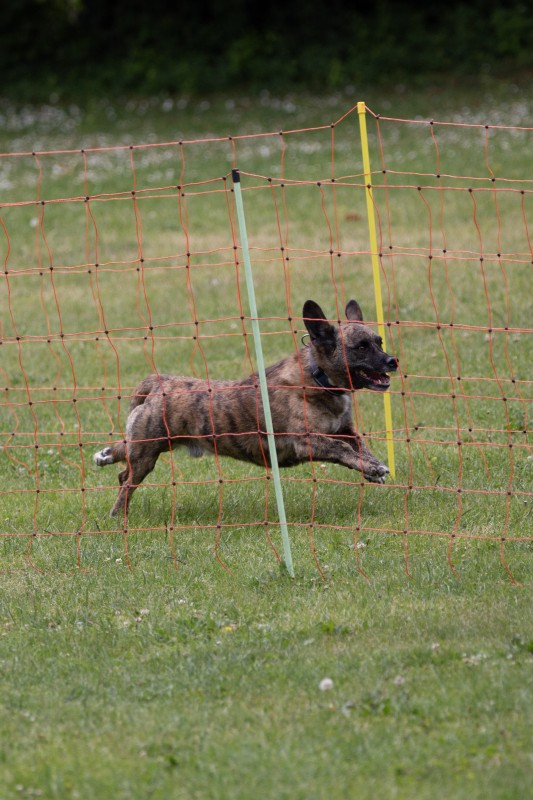2025-05-29 Hunderennen 069