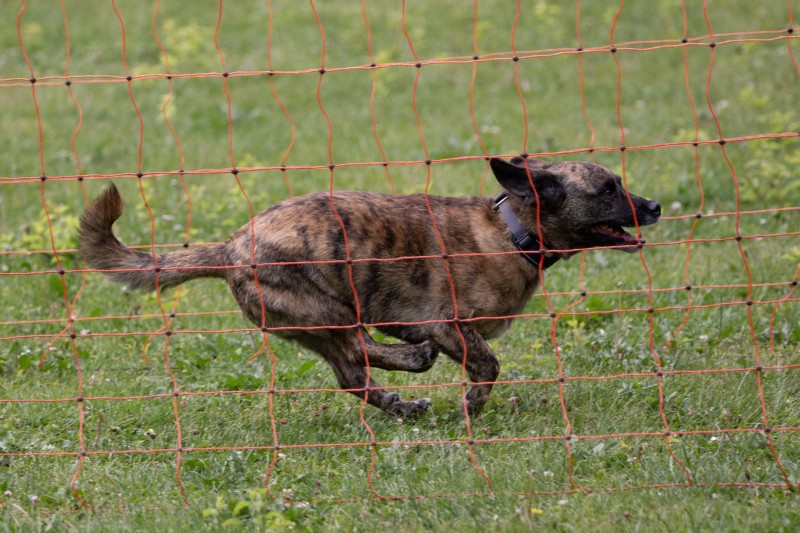 2025-05-29 Hunderennen 070