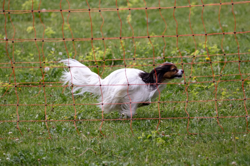 2025-05-29 Hunderennen 071