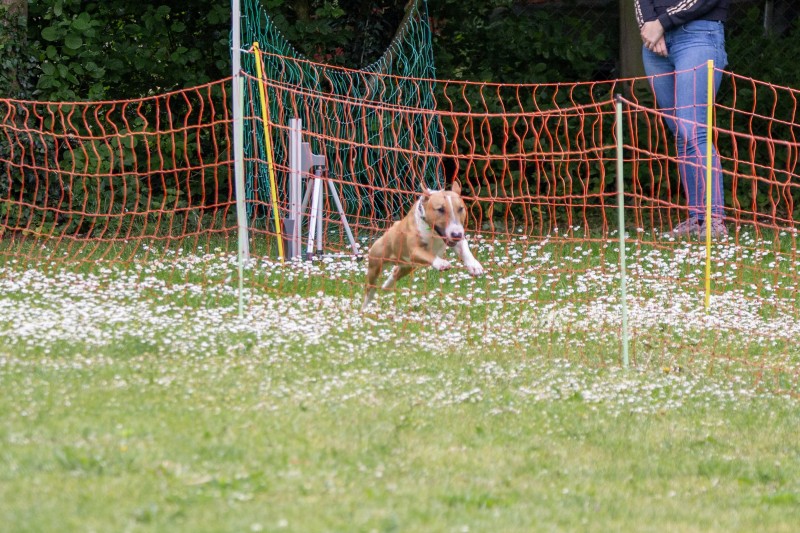 2025-05-29 Hunderennen 072
