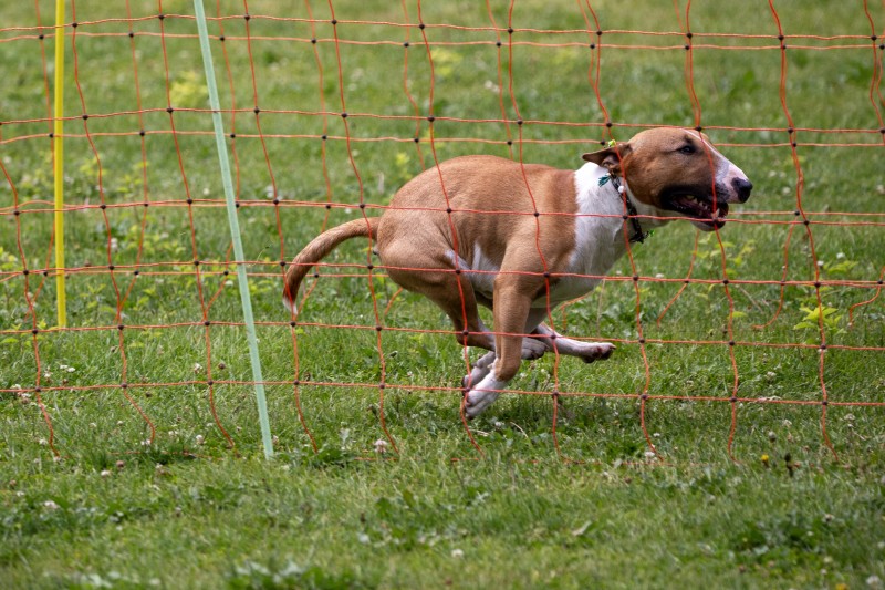 2025-05-29 Hunderennen 073