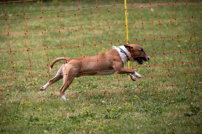 2025-05-29 Hunderennen 074