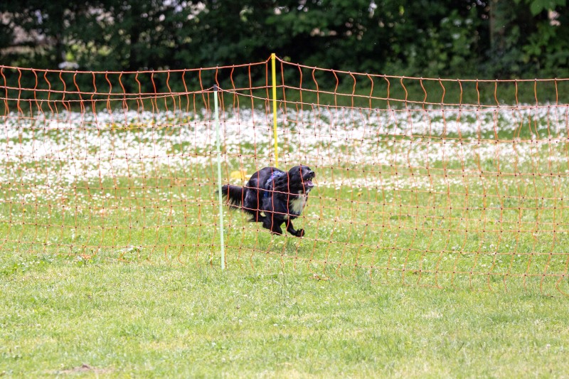 2025-05-29 Hunderennen 075