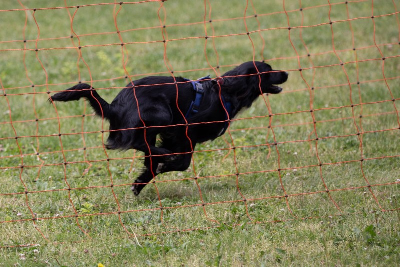 2025-05-29 Hunderennen 076