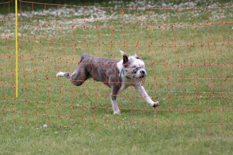 2025-05-29 Hunderennen 077