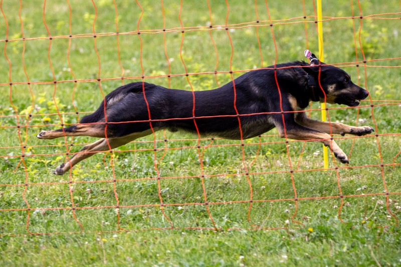 2025-05-29 Hunderennen 078