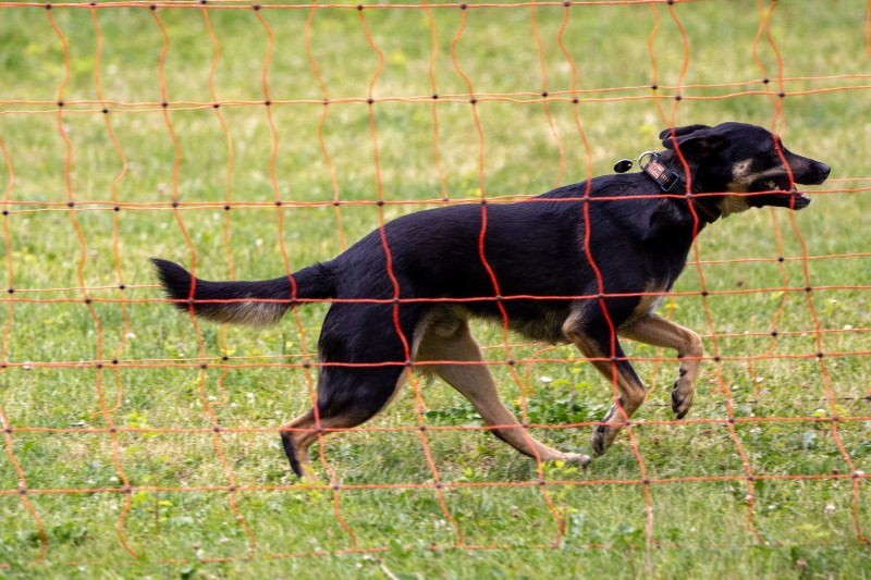 2025-05-29 Hunderennen 079