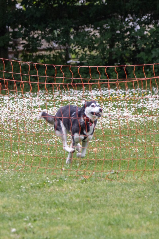 2025-05-29 Hunderennen 080