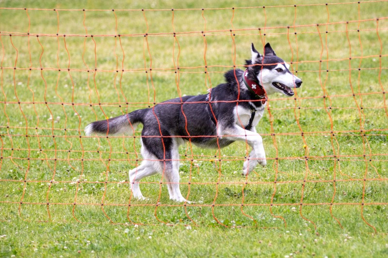2025-05-29 Hunderennen 081