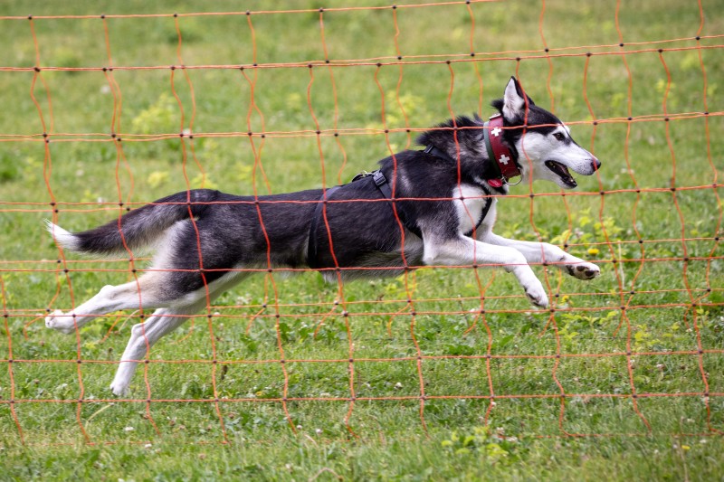 2025-05-29 Hunderennen 082