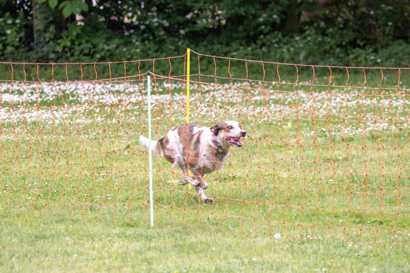 2025-05-29 Hunderennen 083