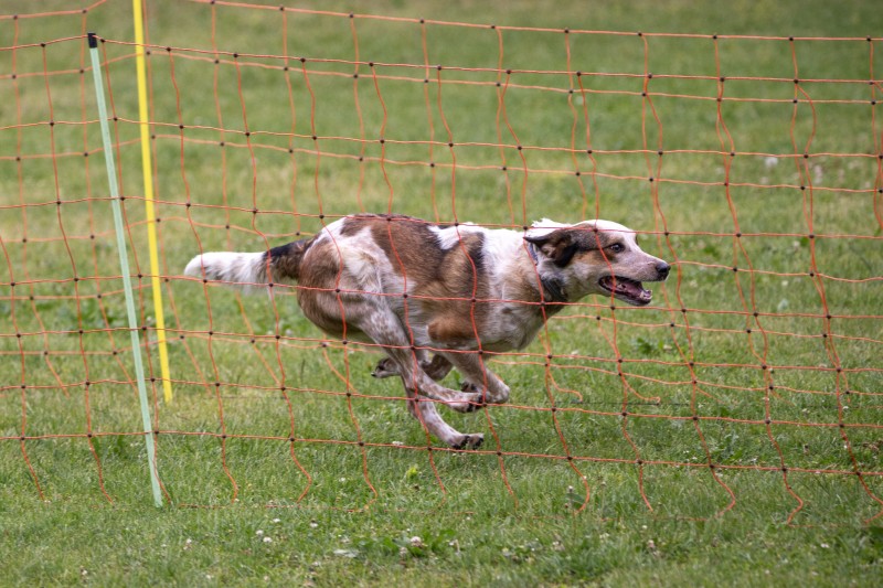 2025-05-29 Hunderennen 084