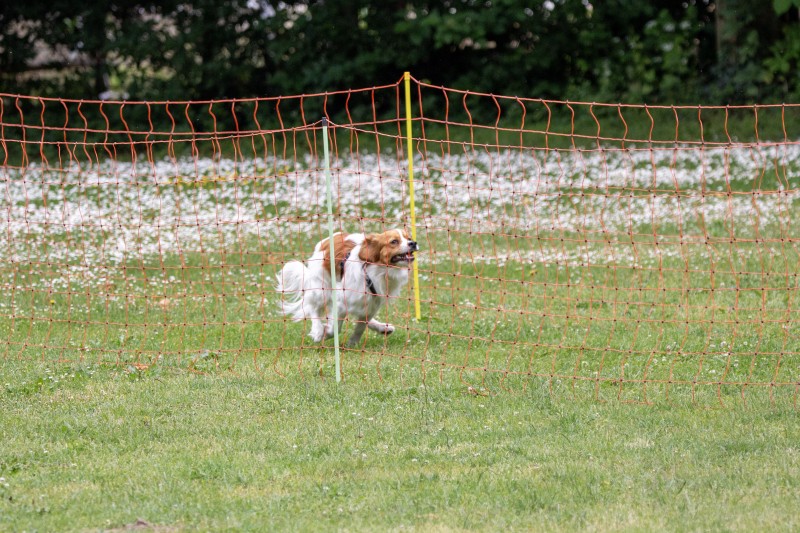 2025-05-29 Hunderennen 085