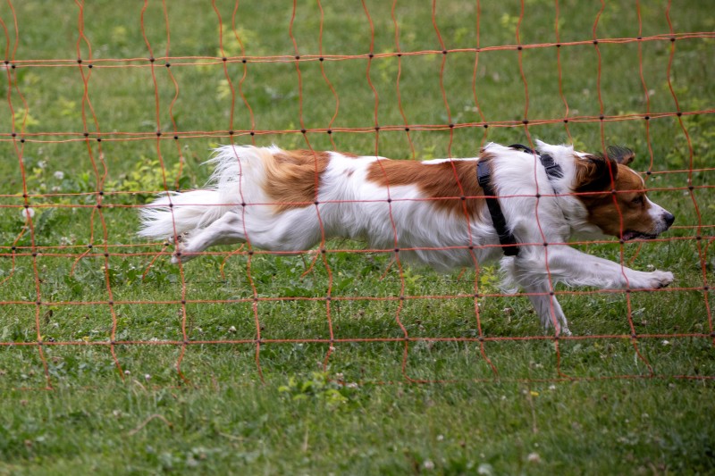 2025-05-29 Hunderennen 086