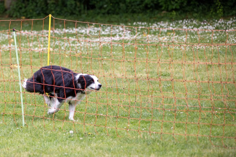 2025-05-29 Hunderennen 087