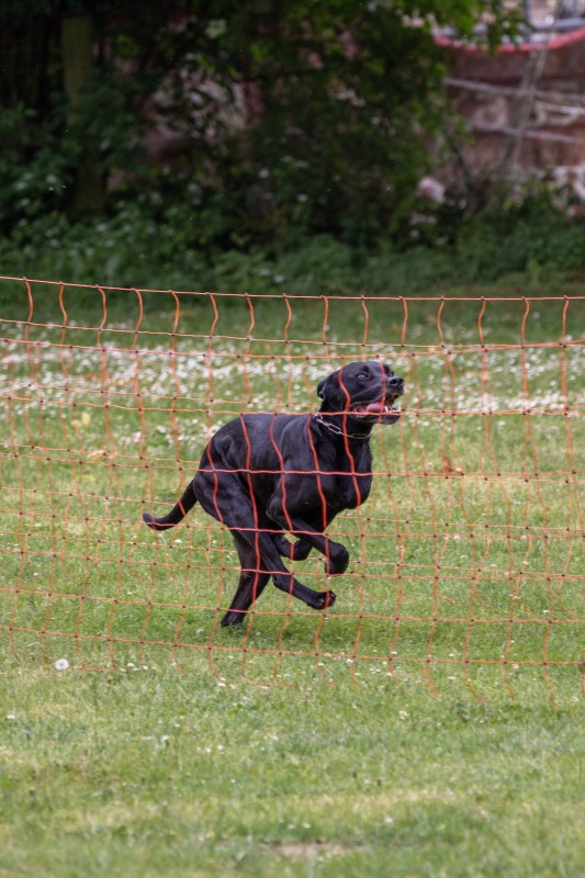 2025-05-29 Hunderennen 088