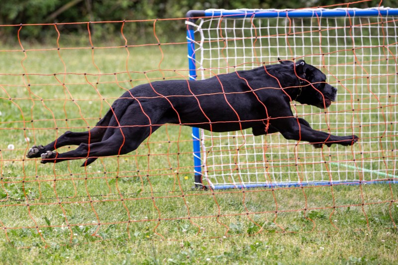 2025-05-29 Hunderennen 089