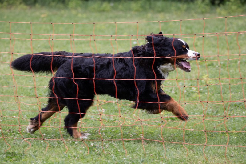 2025-05-29 Hunderennen 090